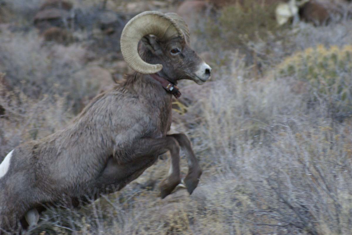 Big Bend Ranch State Park