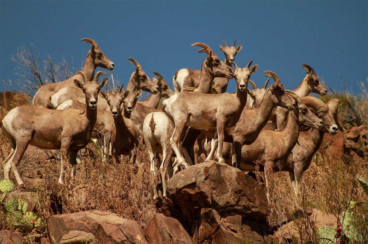 Bighorn Use Of Escape Cover