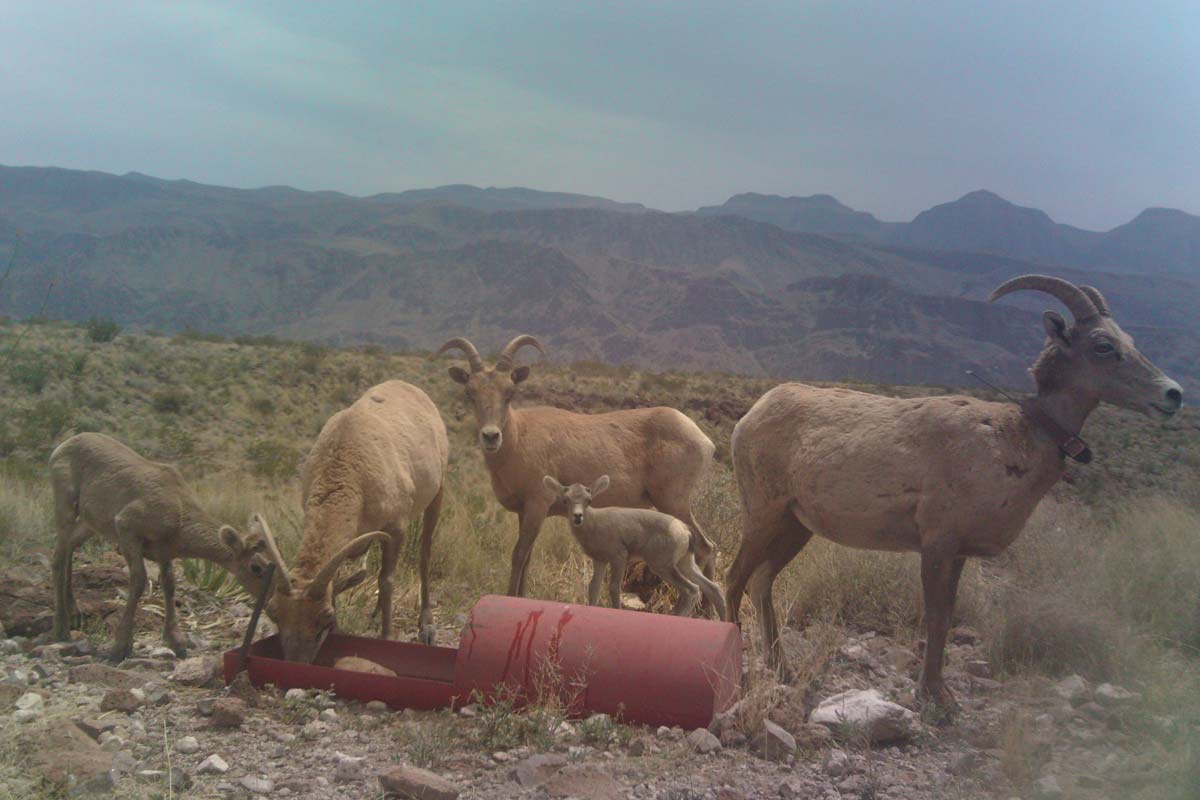 Bighorn Use of Supplemental Water