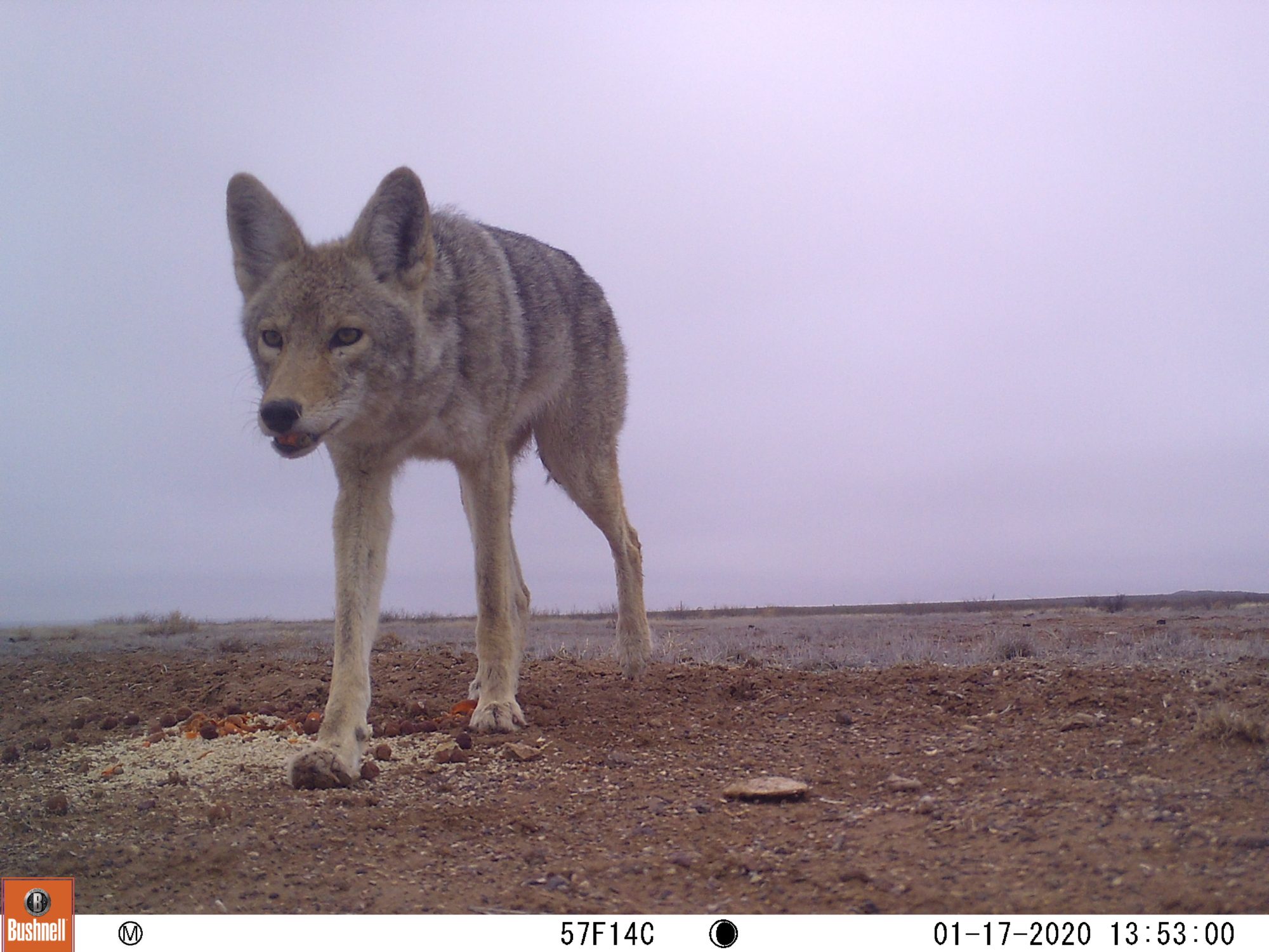 CO-OCCURRENCE OF KIT FOXES AND COYOTES IN THE TRANS-PECOS