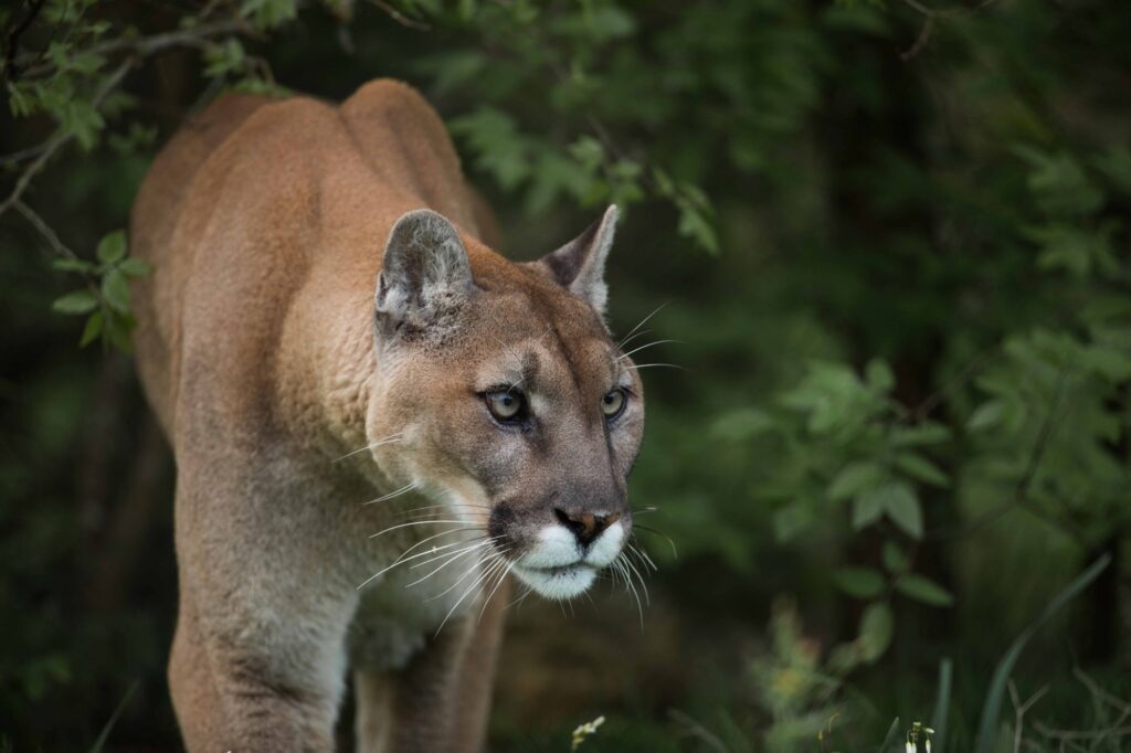 Carrion, Scavengers, and the Ecosystem Services Provided By Mountain Lions in the Davis Mountains, Texas