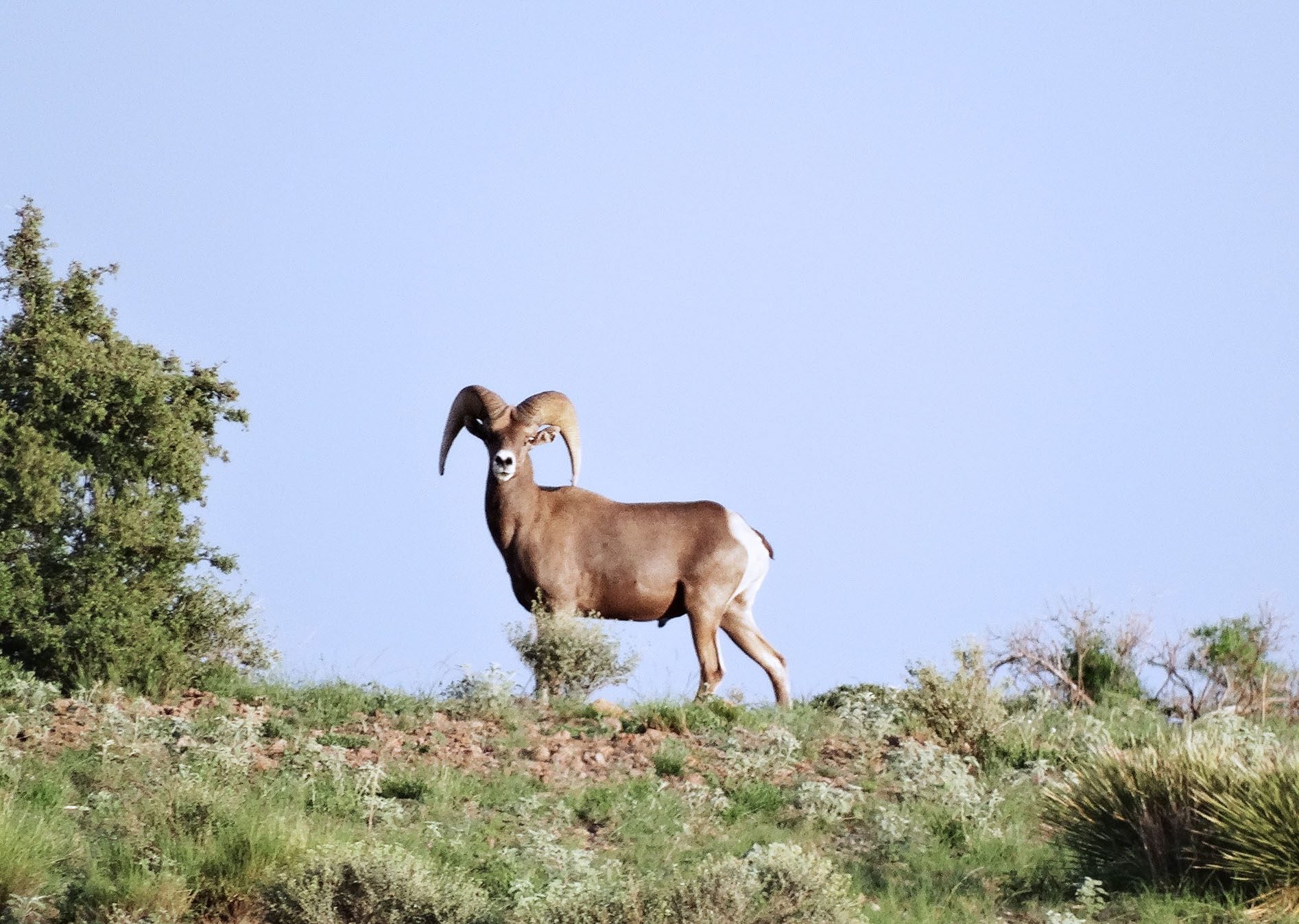 Deer in the Texas Trans-Pecos