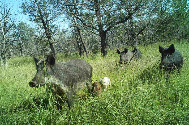 Demographics, Diet, and Spatial Characteristics of Feral Hogs in the Chihuahuan Desert, Texas