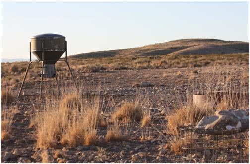 Desert Mule Deer Use of Feed and Water