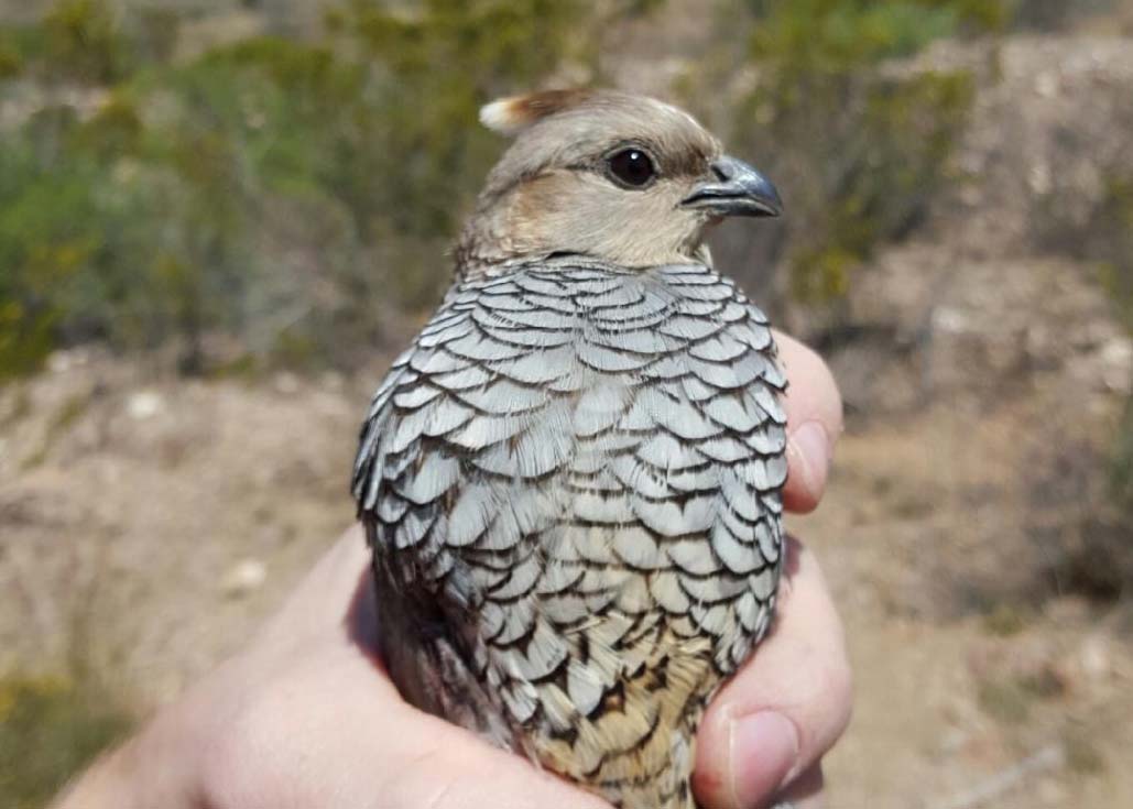 Diet and Associations with Parasite Infections of Scaled Quail in the Trans-Pecos, Texas
