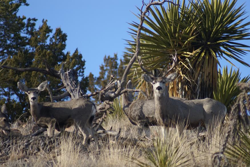 Effects of Spike 20P on Mule Deer Habitat