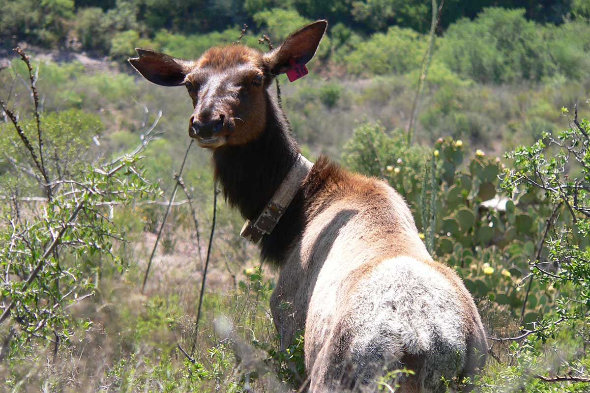 Elk Home Range Size and Movements in the Glass Mountains, Texas