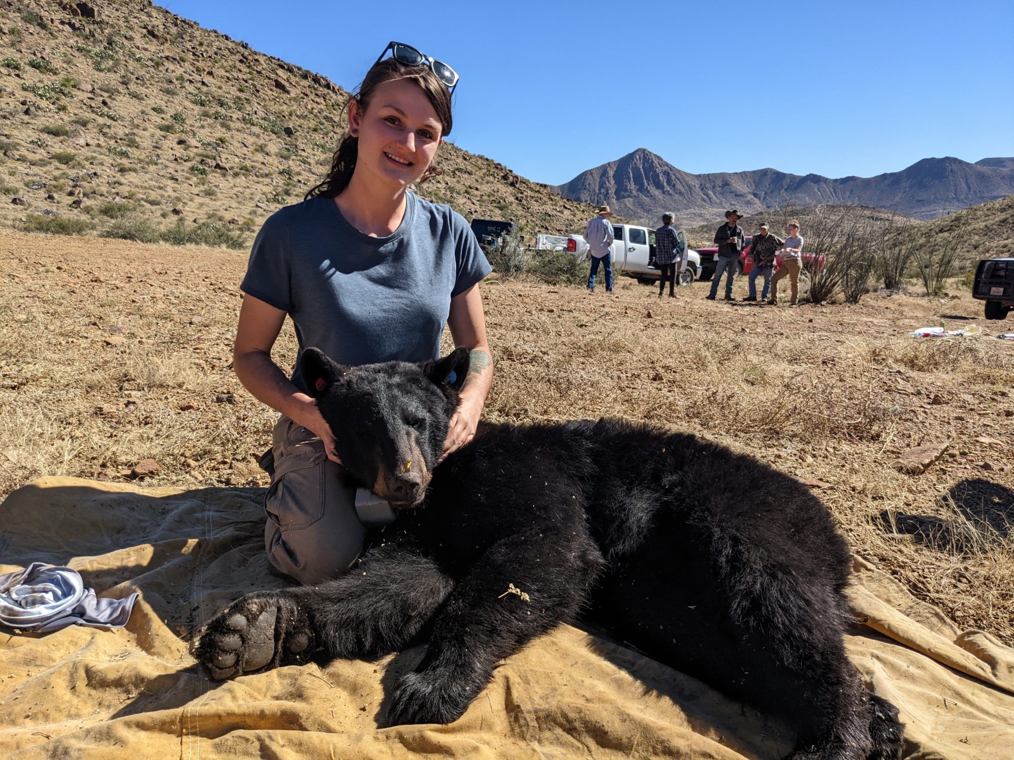 FINE-SCALE BEHAVIOR AND DENNING PATTERNS OF THE RECOLONIZING BLACK BEAR POPULATION