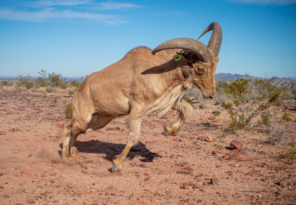 Factors Influencing Survival of Aoudad