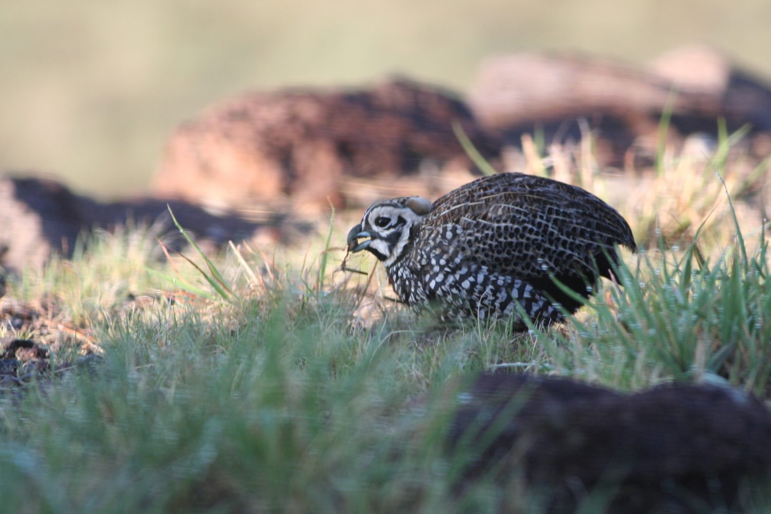 Factors potentially influencing Montezuma quail populations in the Trans-Pecos region of Texas