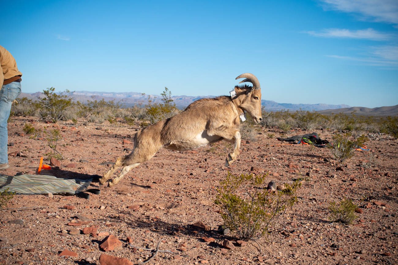 Female Desert Bighorn Sheep