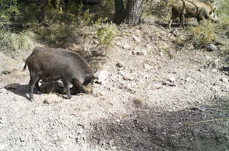 Feral Hog Control Methods