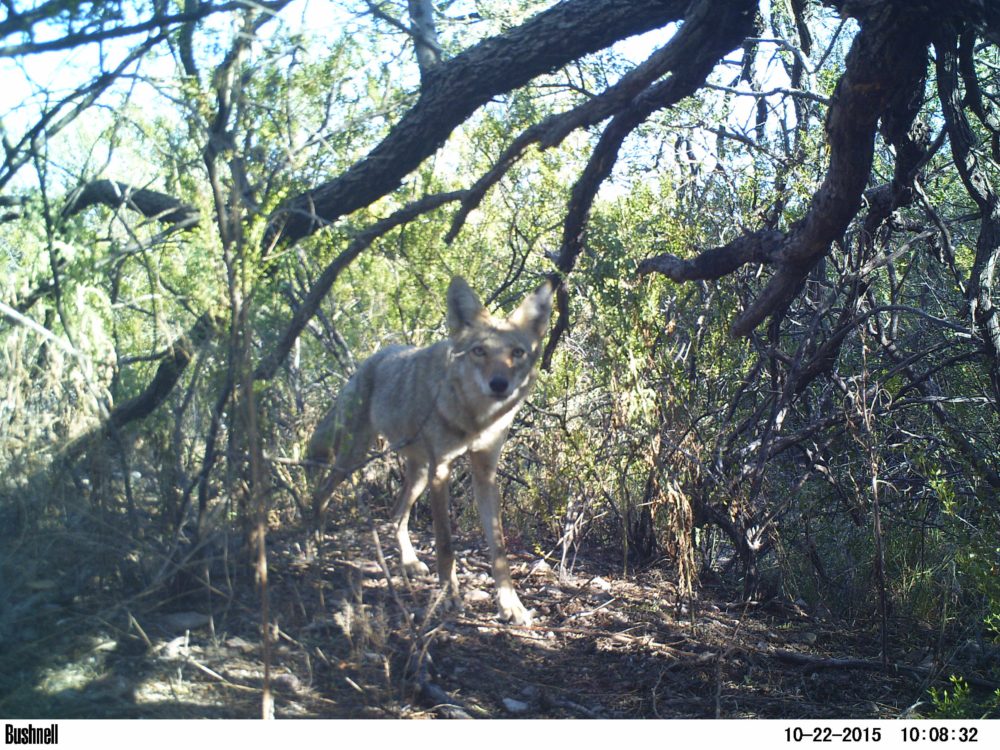 Five-year Study of Mammals in Big Bend National Park Contributes to Park Biodiversity Data