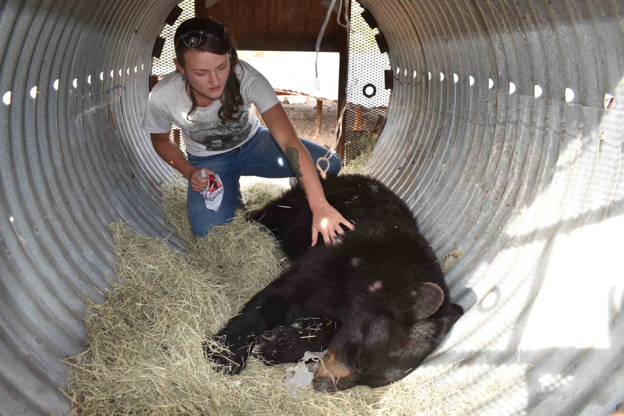 Former BRI graduate student Nicole Dickan monitors a bear as part of her research project