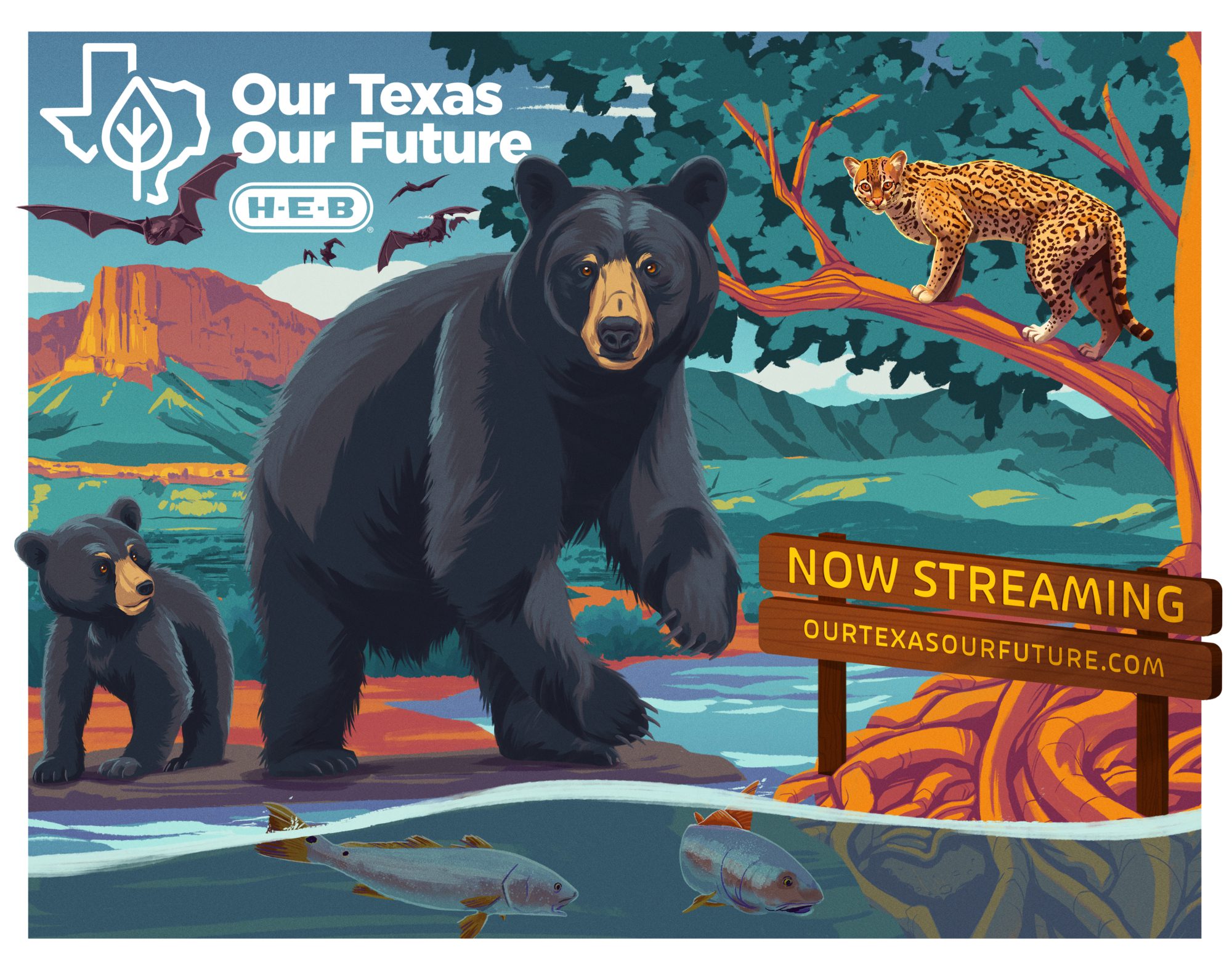 H-E-B Docuseries Features BRI Black Bear Research