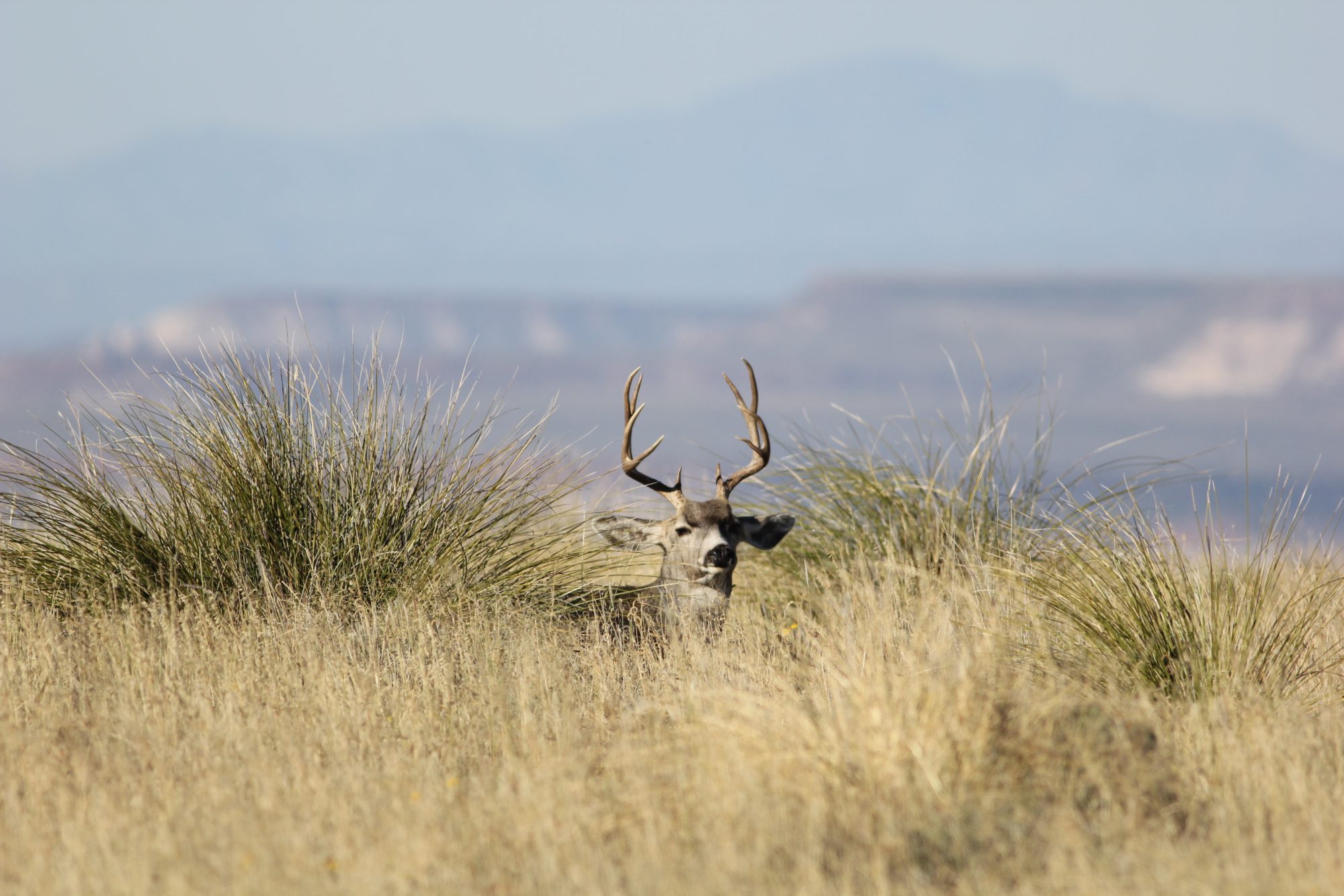 Habitat Selection of Aoudad