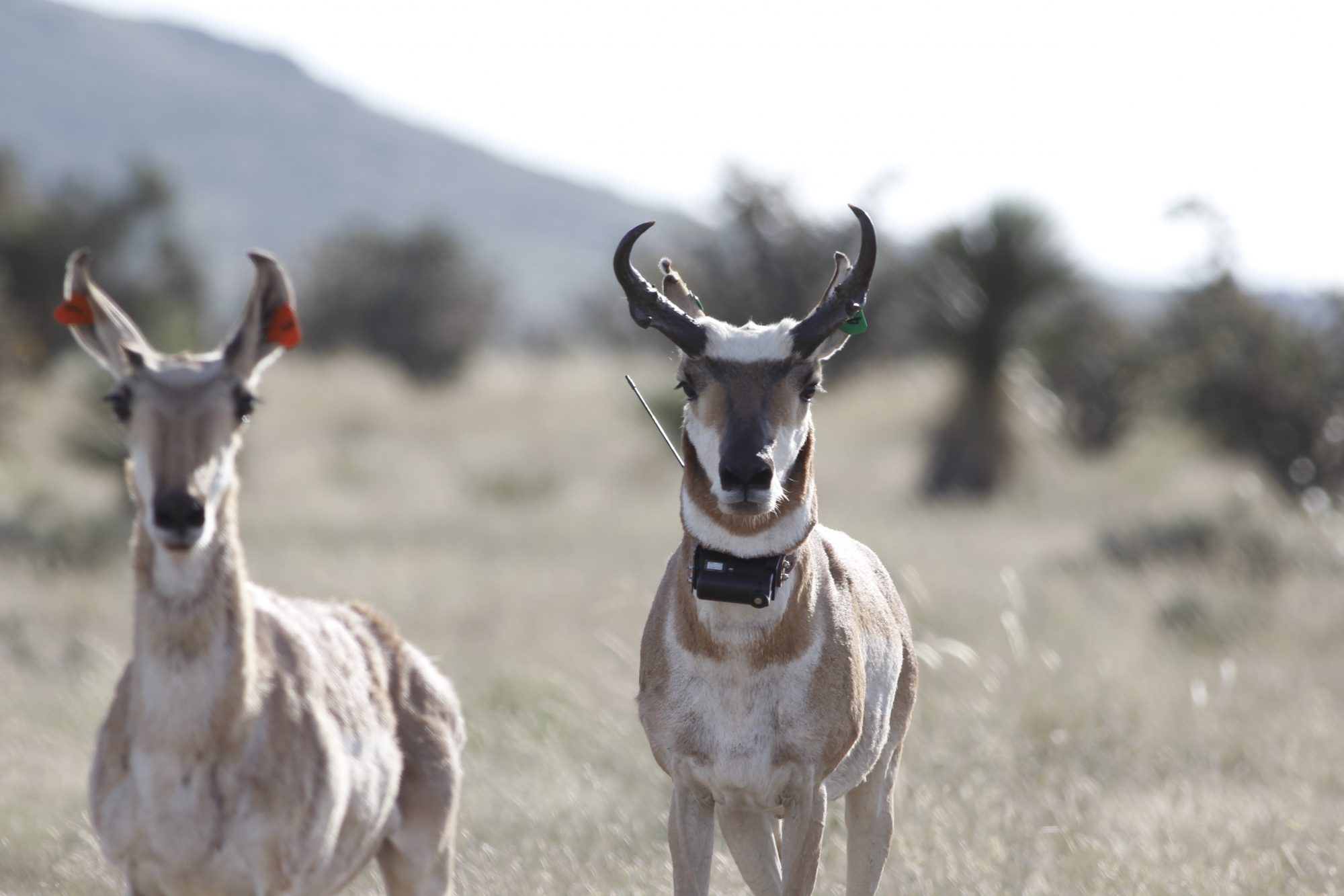 Habitat Selection of Translocated Pronghorn during Seasonal and Acclimation Periods in the Trans-Pecos Region of Texas