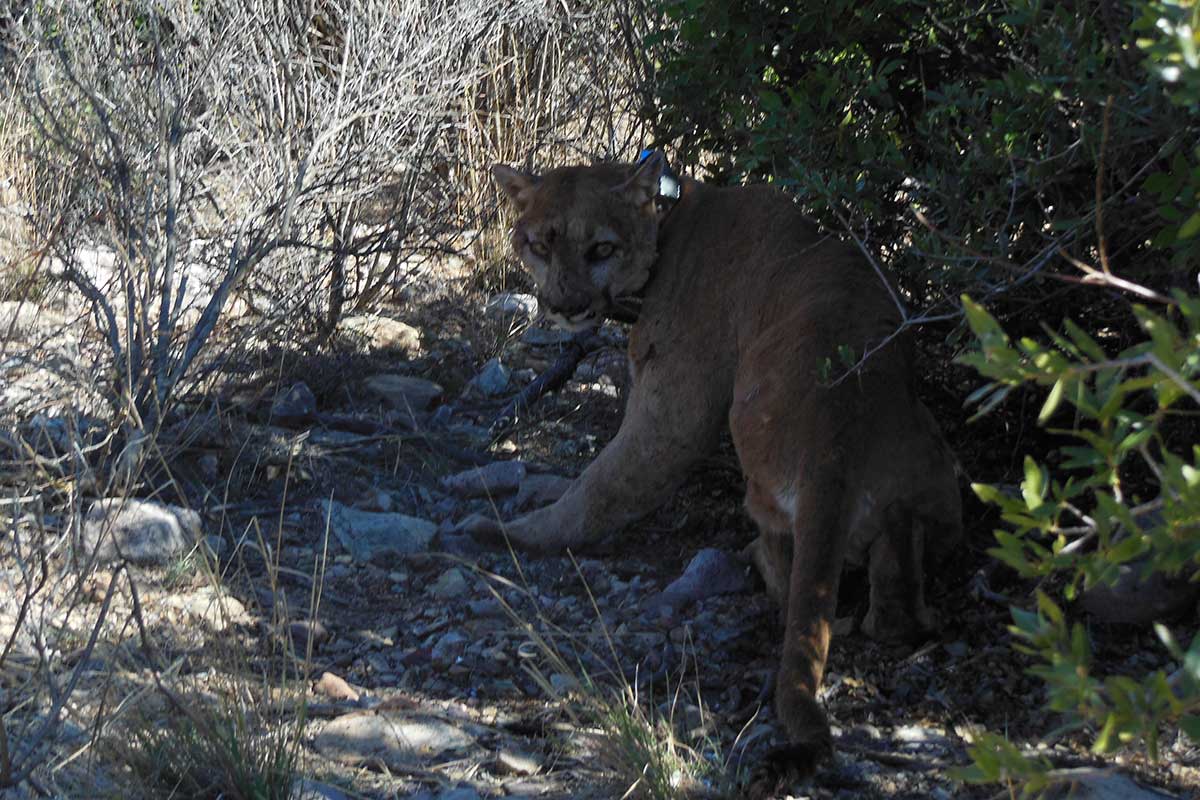 Human-Mountain Lion Conflict Potential at Big Bend National Park