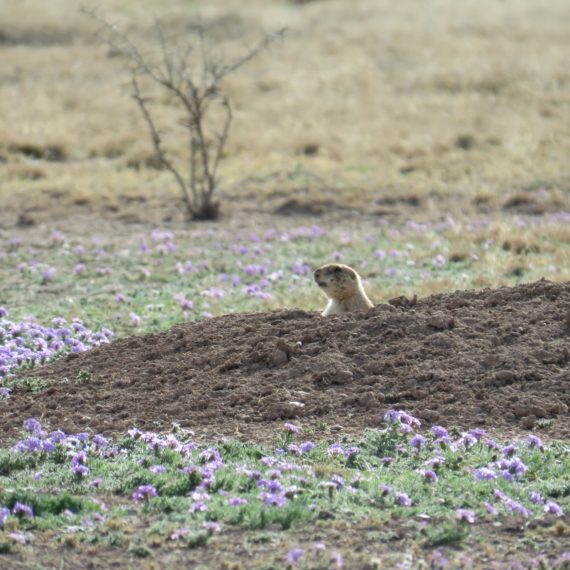 IMG_4771-black-tailed-prairie-dog-prairie-verbena-Marathon-Grassland-Preserve_Cullom-Simpson_Flipped-scaled-570x570