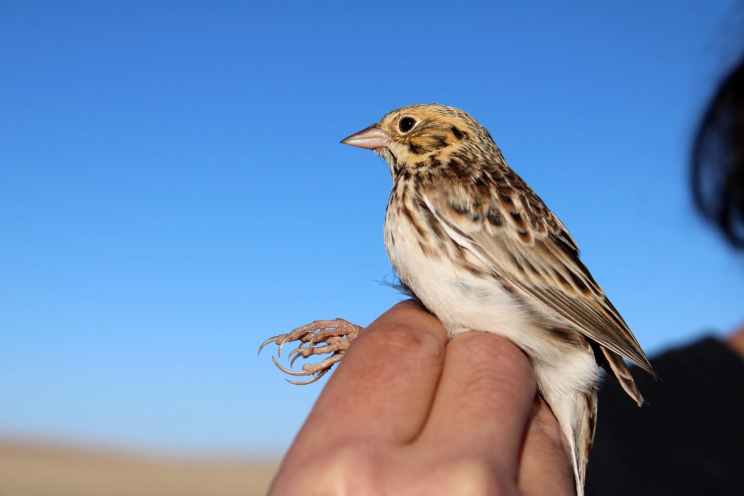 Impacts Of Woody Plant Removal On Wintering Grassland Bird Communities And Habitat Characteristics in the Trans-Pecos, Texas