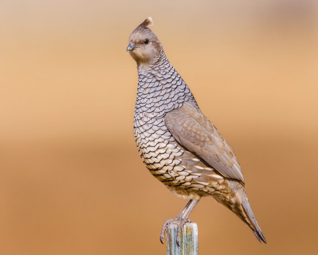 Impacts of Oil and Gas Development on Scaled Quail Ecology in the Permian Basin, Texas.