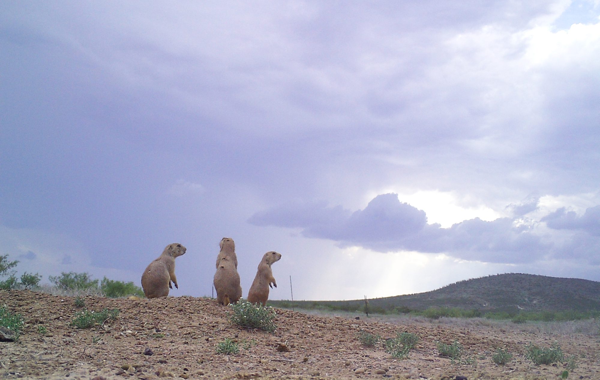 Influence of Black- Tailed Prairie Dog Colonies on Vegetation and Cattle Movement in the Marathon Basin, Texas