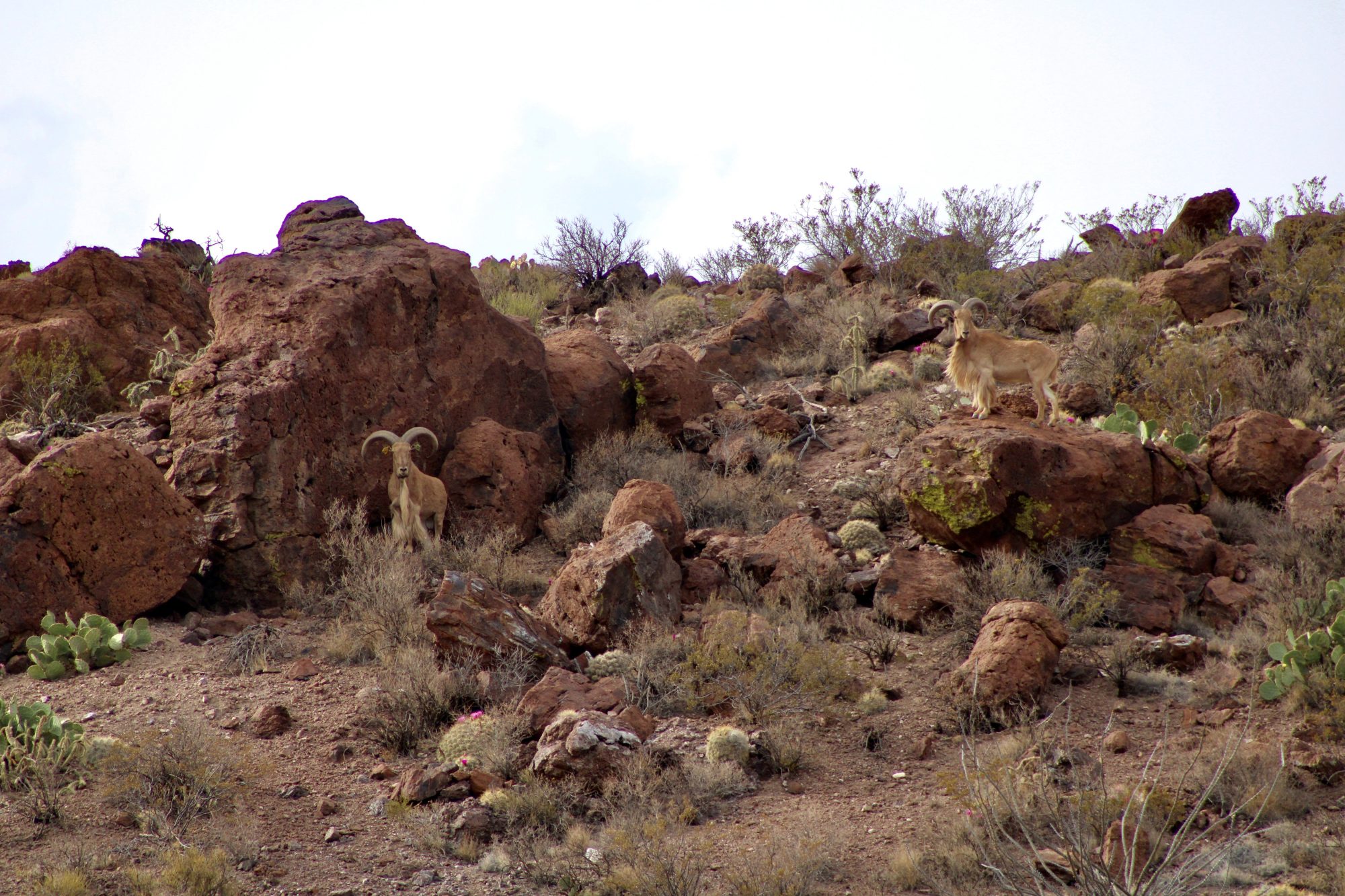 Interactions Between Bighorn, Aoudad, and Mule Deer in the Texas Trans-Pecos