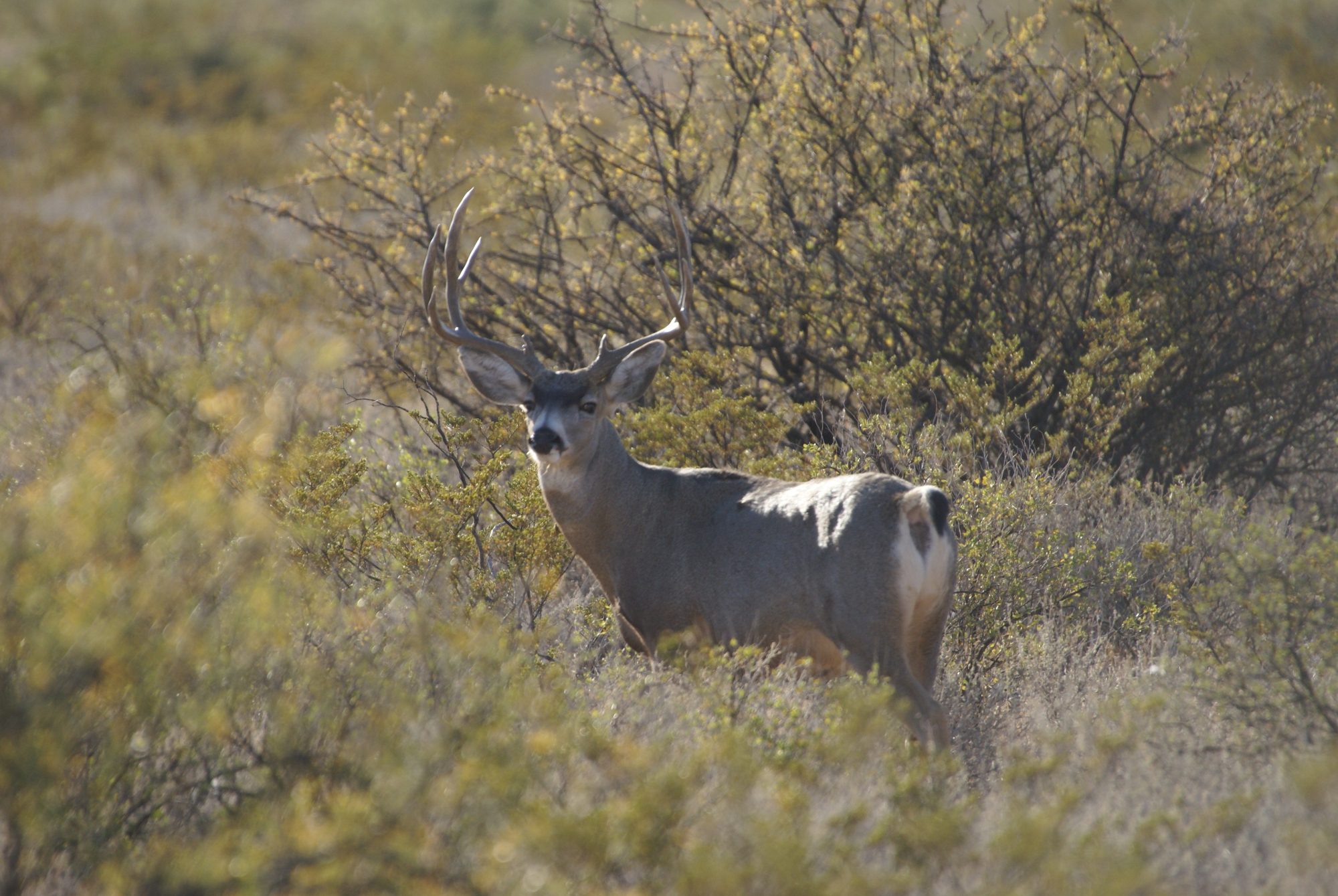 Interactions Between Bighorn