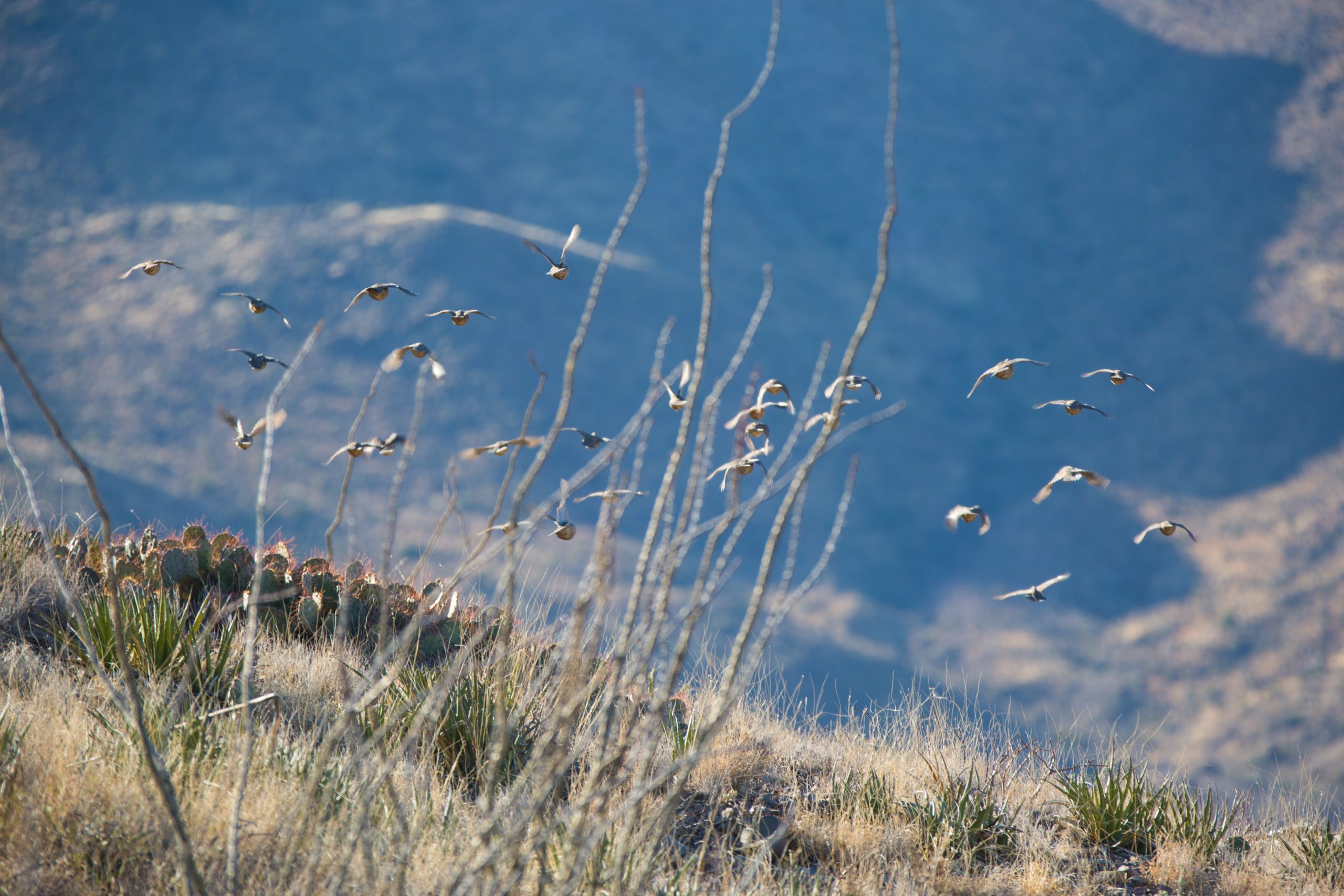 John L. Nau III Donates $1 million for West Texas Habitat Research