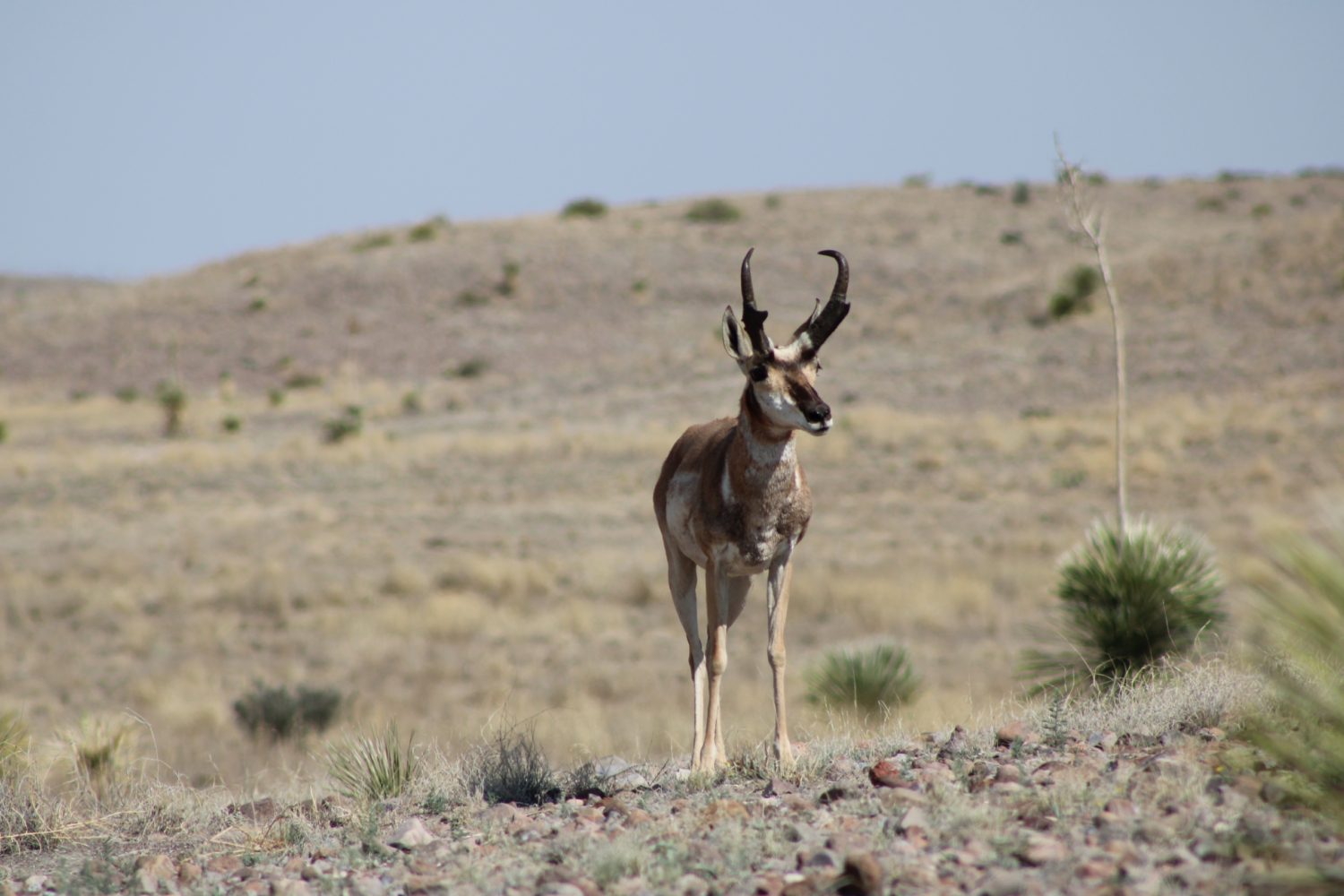 Livestock Grazing Effects on Pronghorn Preferred Forbs during the Winter in the Trans-Pecos, Texas