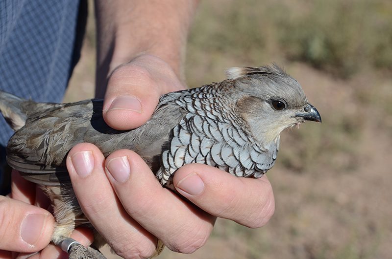 Long-term Population Dynamics of Scaled Quail
