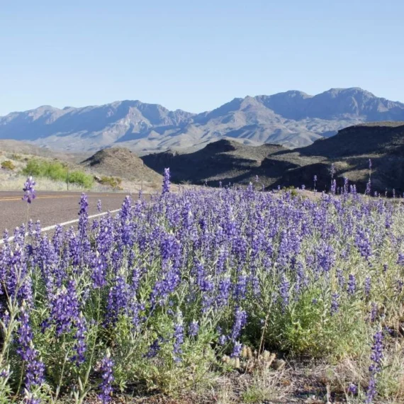MG_6156-GOOD_RBB_Meadows-570x570