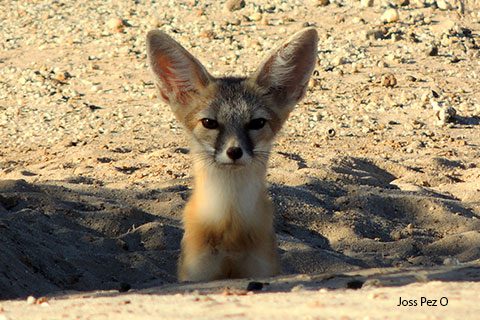 MODELING HABITAT USE AND POTENTIAL DISTRIBUTION OF KIT FOX IN THE TRANS-PECOS