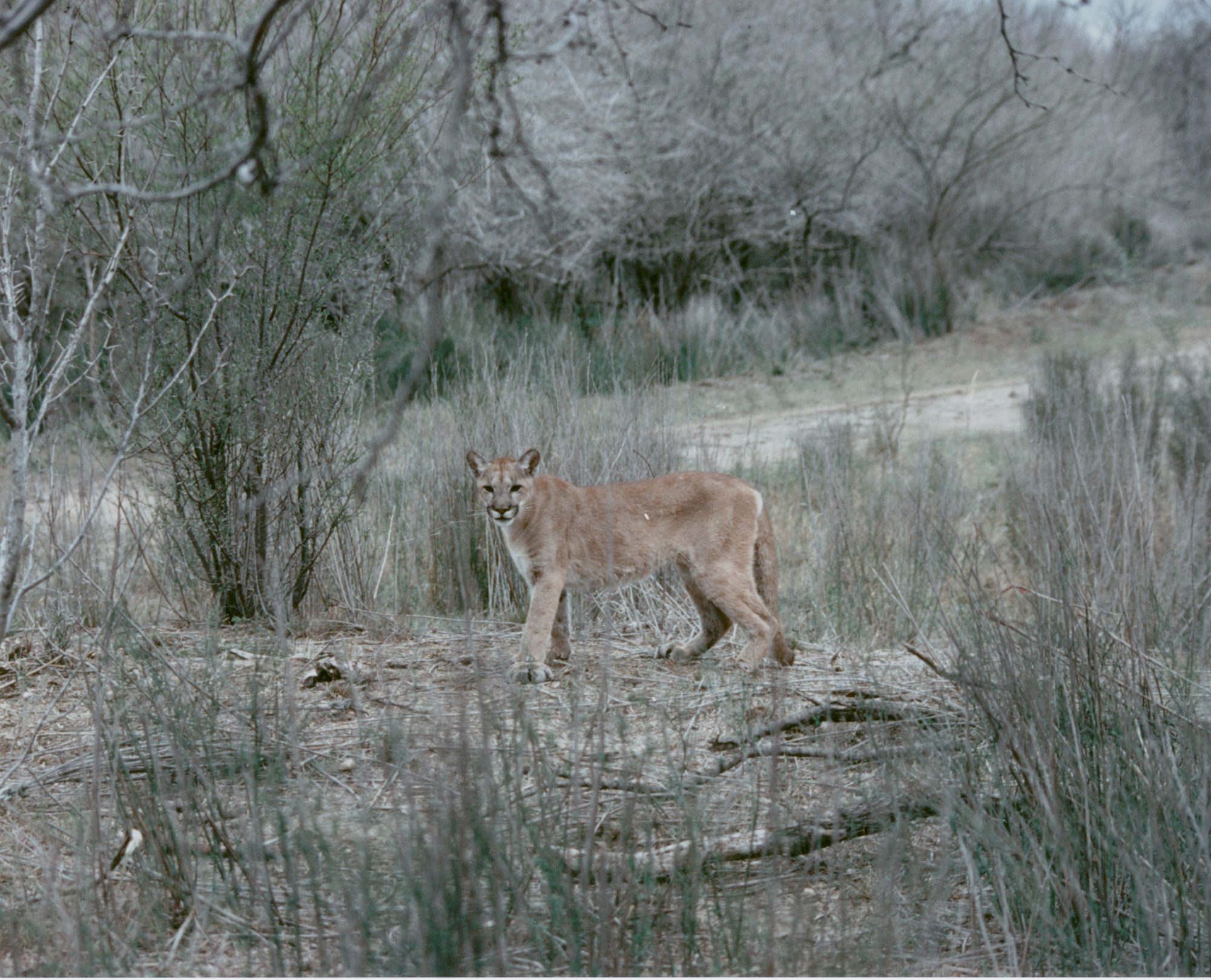 MOUNTAIN LION DIET ON PRIVATE LANDS