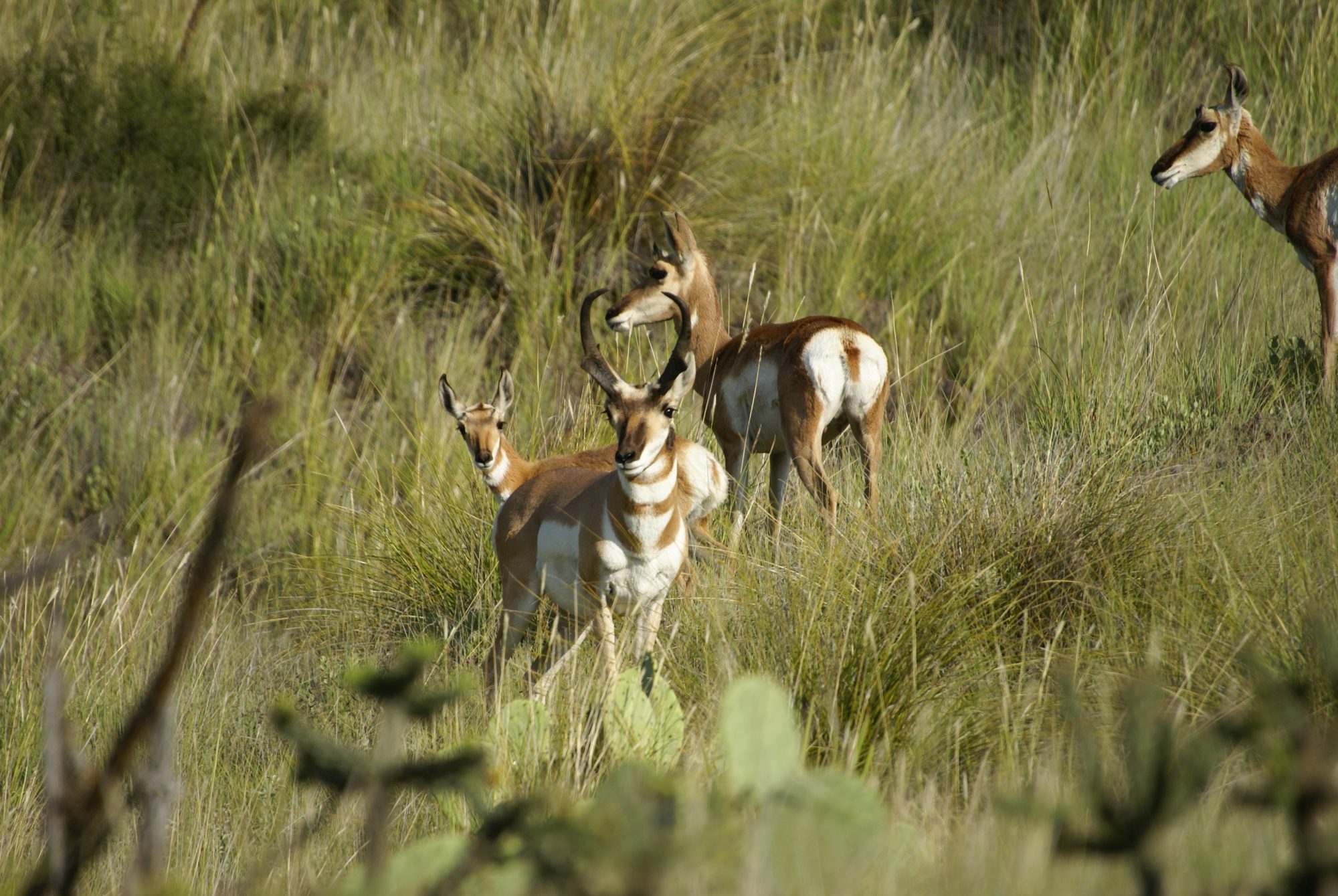 Modeling Translocation Strategies for Pronghorn Populations in the Trans-Pecos, Texas