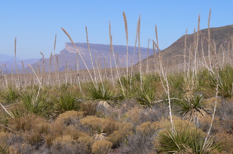 Modelling Black Bear Populations in the Trans-Pecos, Texas