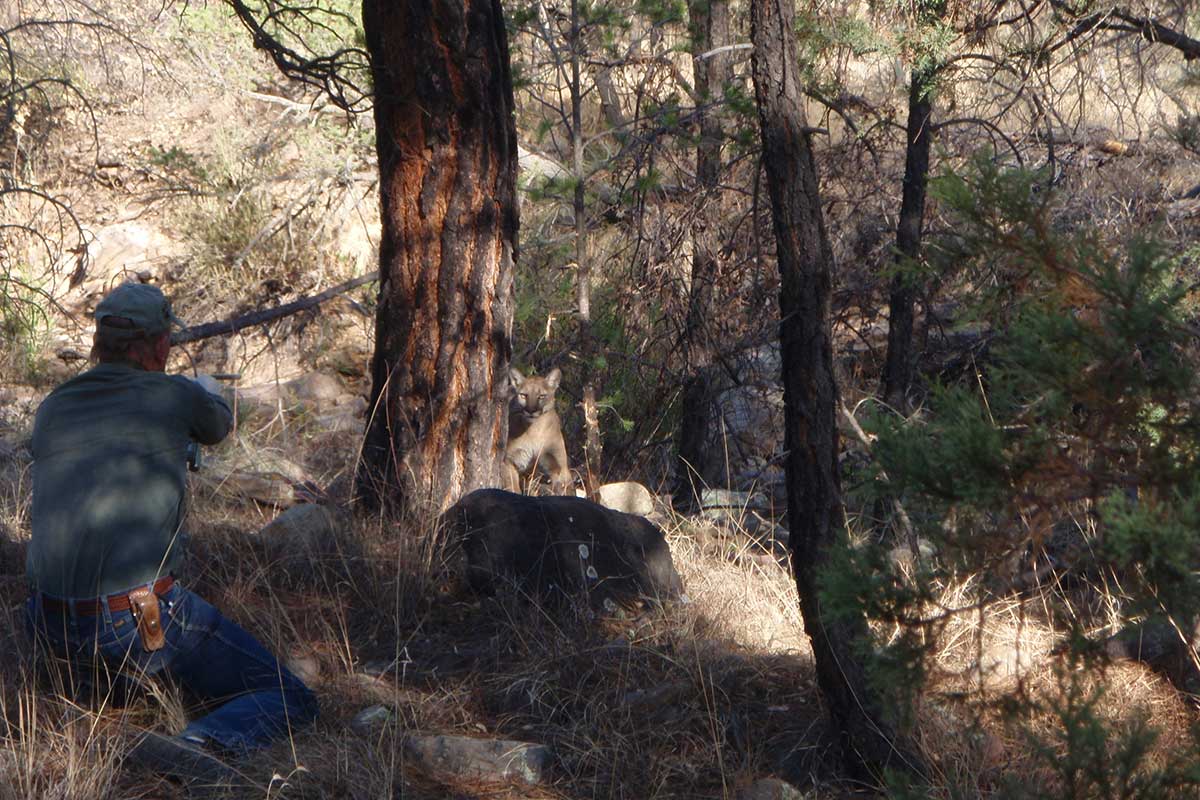 Mountain Lion Home Ranges