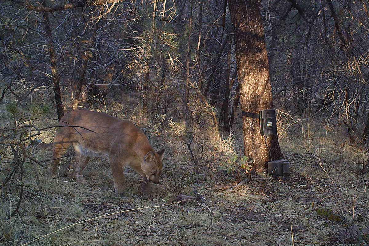 Mountain Lion Population Characteristics