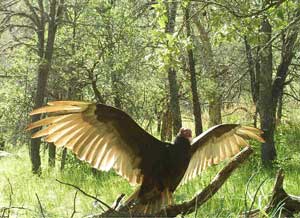 NG_fh_vulture