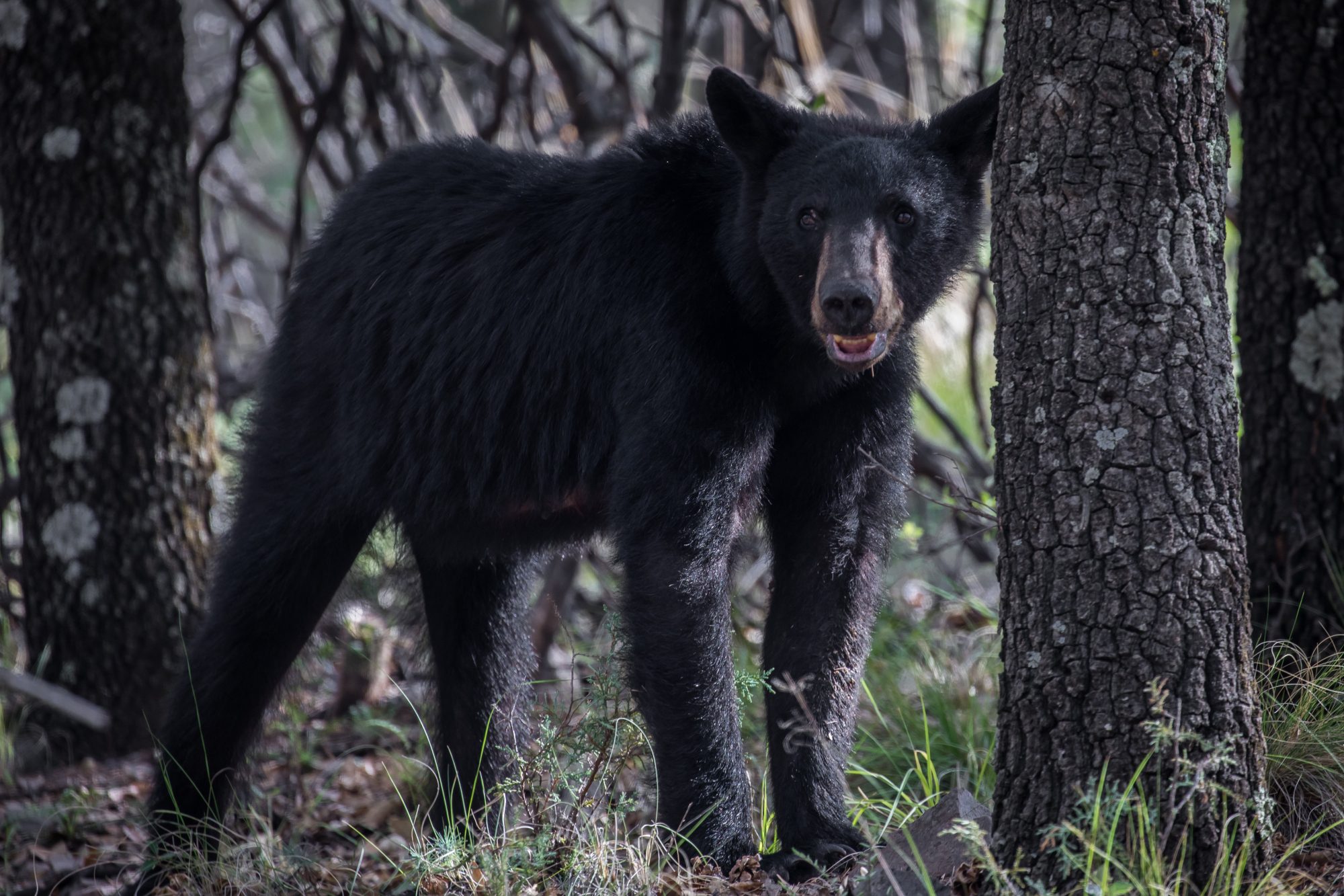 Nature Notes: Wildlife Managers Share Lessons for Living with Black Bears