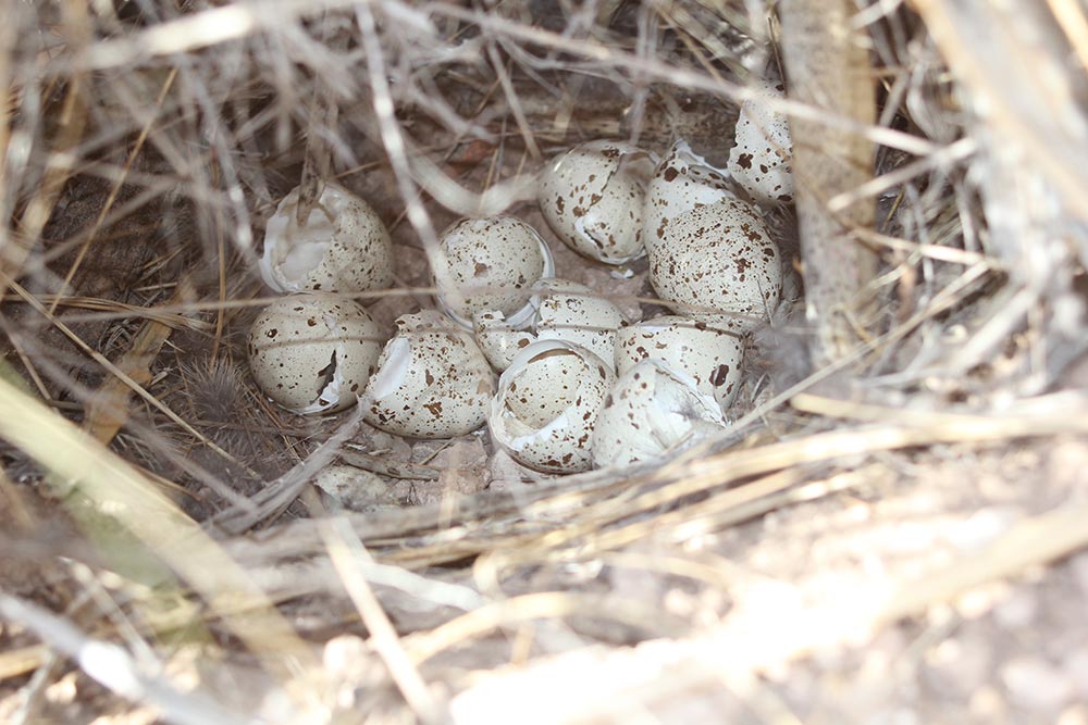 Nesting Ecology of Scaled Quail