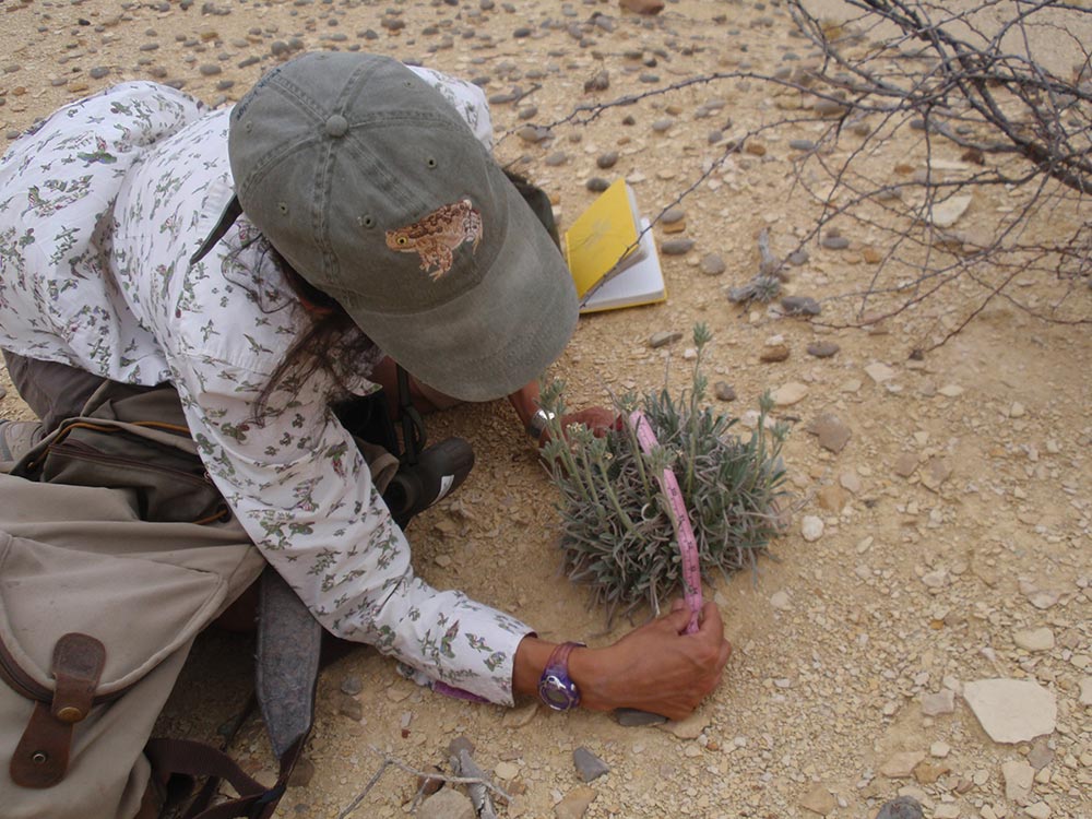 Population Biology, Habitat Description and Delineation of Terlingua Creek Cat’s-eye