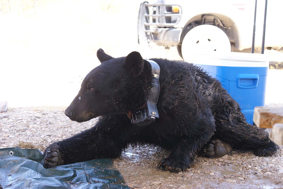 Potential Corridors for Black Bears in West Texas