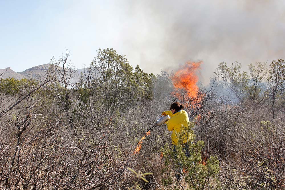 Prescribed Fire, Herbicide, and Whitebrush