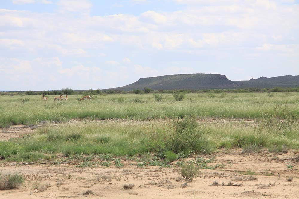 Prescribed Fire and Pronghorn Habitat