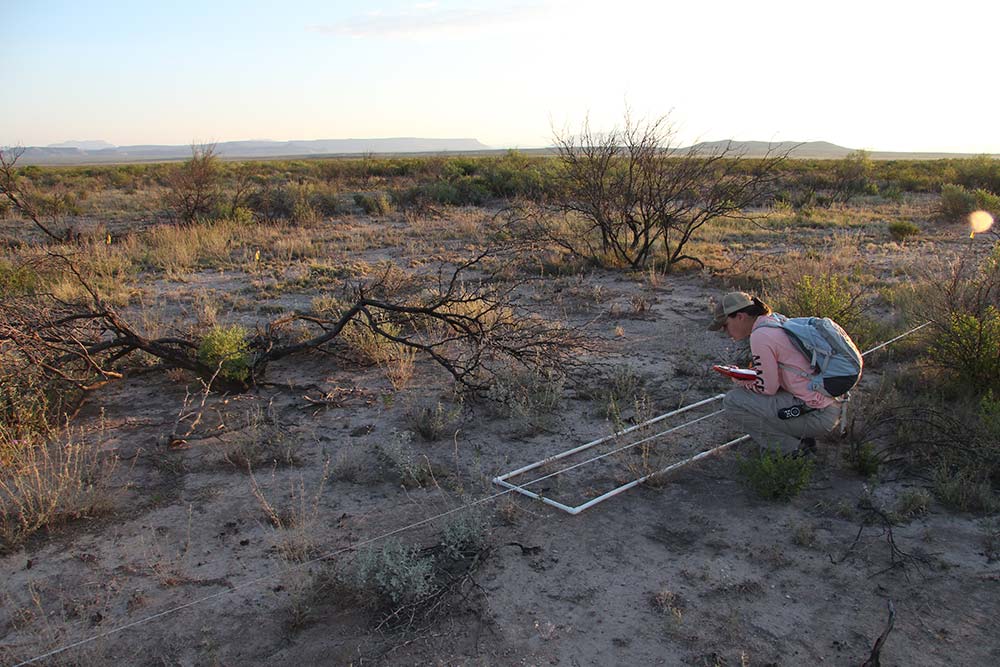 Prescribed Fire and Tobosagrass Community Response