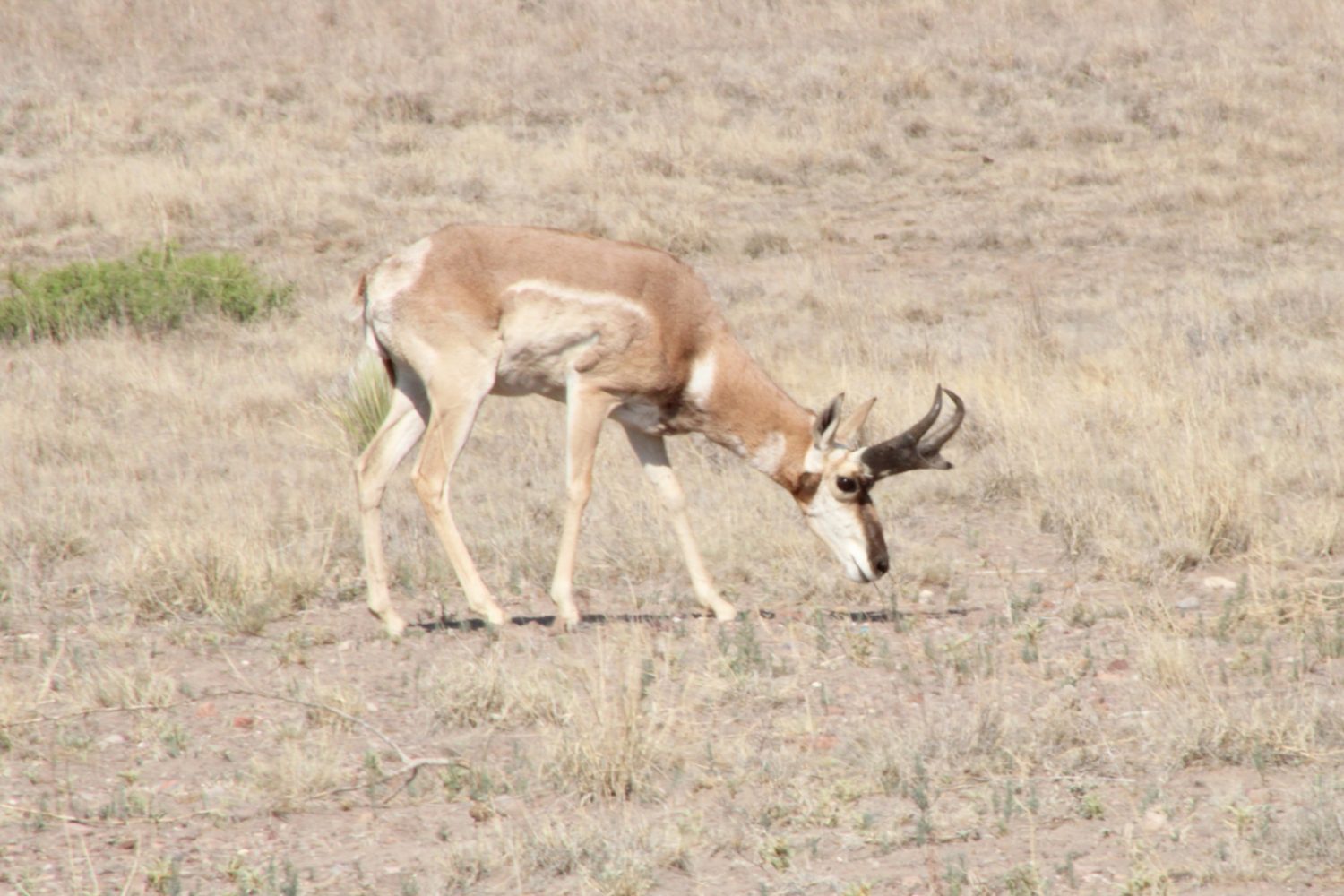 Pronghorn Dietary Selection as a Response to Livestock Grazing Systems in the Trans-Pecos, Texas