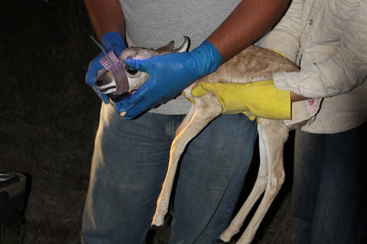 Pronghorn Fawn Survival