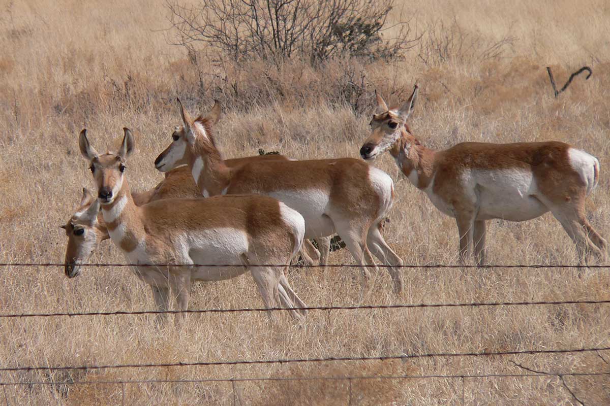 Pronghorn Habitat Fragmentation and Genetics