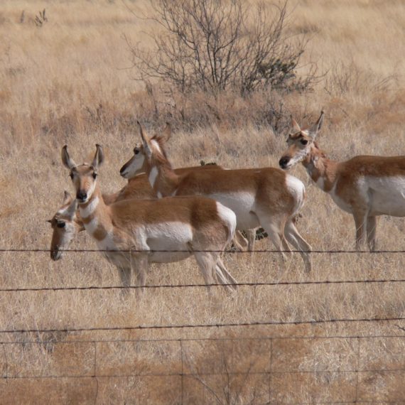 Pronghorn-spotlight-570x570